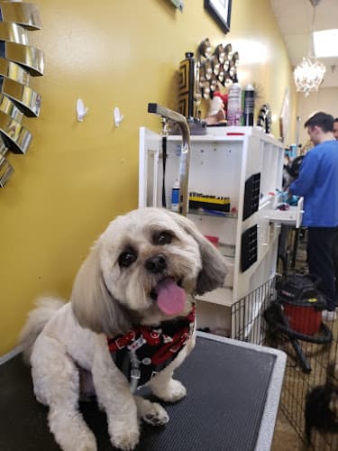Dog Grooming MJ's Pet Spaw & Boutique Cage Free Salon & Mobile Grooming Mission Viejo