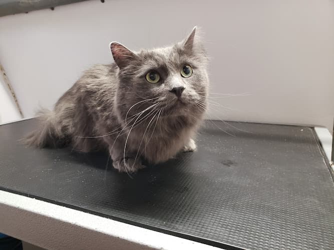 Dog Grooming Mobile Pet Grooming Moreno Valley