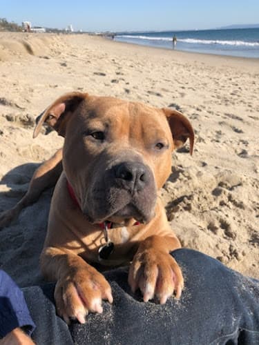 Dog Grooming Moon Doggy's Grooming Burbank