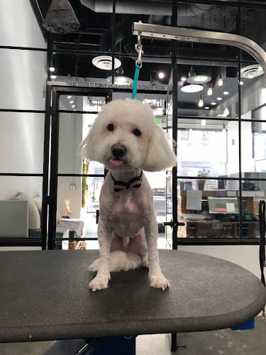 Dog Grooming Moon Doggy’s Grooming Downtown Los Angeles