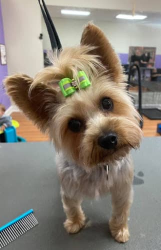 Dog Grooming Muddy Paws Grooming -Livermore Livermore