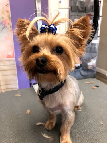 Dog Grooming Muddy Paws Grooming -Oakley Antioch