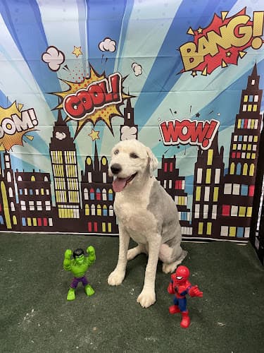 Dog Grooming Mudpuppies Grooming Hillsboro