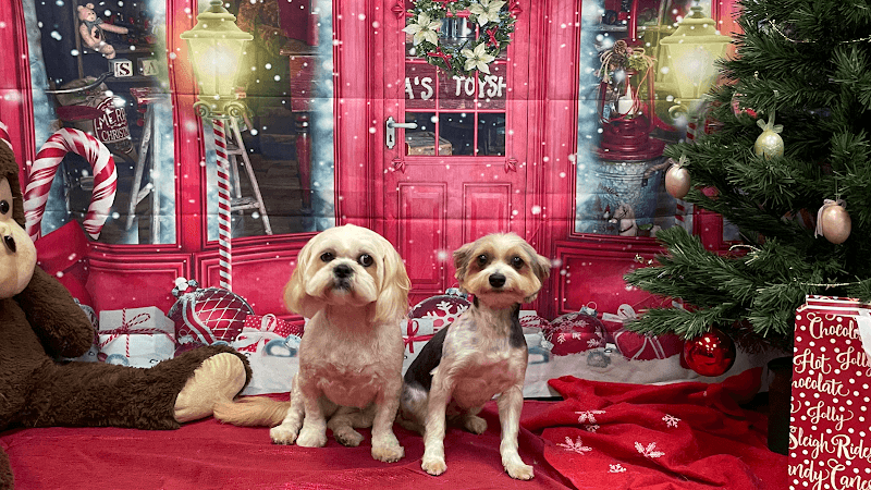 Dog Grooming Mudpuppies Grooming On Lombard Portland