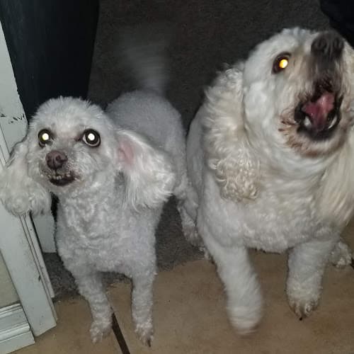 Dog Grooming Mutt Hut Pet Grooming San Bernardino