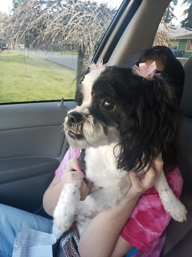 Dog Grooming Mutt Puddles Dog Wash LLC - Affordable Grooming Services, Self-Service Pet Bathing, Professional Pet Grooming in Tacoma WA Federal Way