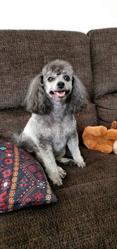 Dog Grooming Muttley Crue Pet Grooming of LaPine Bend