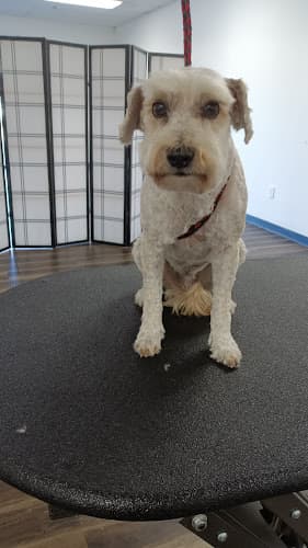 Dog Grooming Mutts&Pups Grooming, LLC Rialto