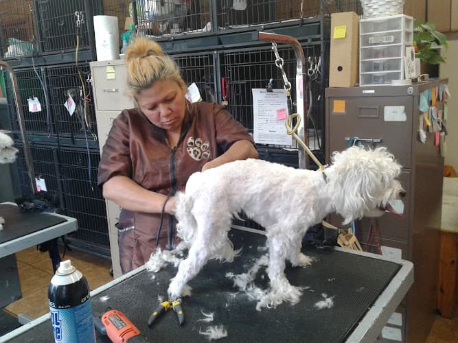 Dog Grooming Mynors Pet Grooming Los Angeles