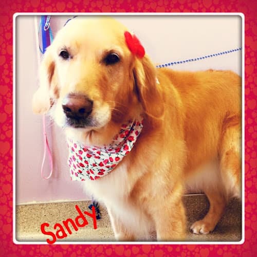 Dog Grooming Nails to Tails Mobile Grooming Spokane Valley