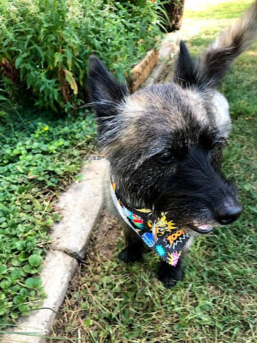 Dog Grooming Nature's Pet Market Hazel Dell Vancouver