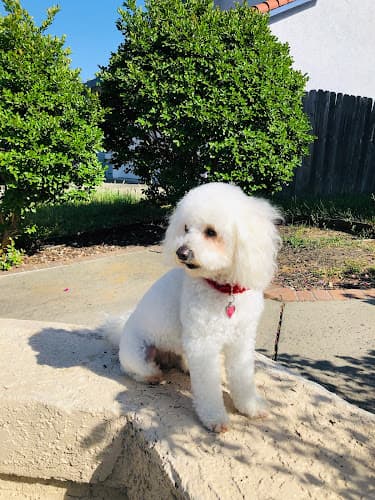 Dog Grooming Noah's Ark Dog & Cat Grooming Elk Grove