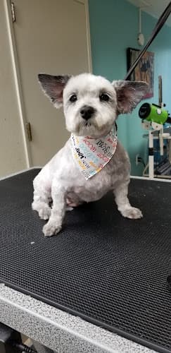 Dog Grooming Noemi's Dog Grooming Fresno