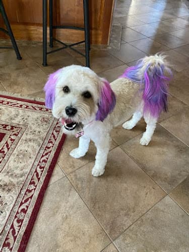 Dog Grooming Noni's Pet Boutique & Grooming Vallejo