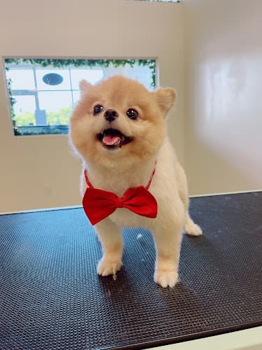 Dog Grooming NoNo Pet Grooming Pomona