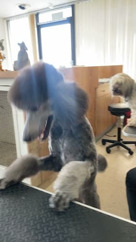 Dog Grooming North Park Dog Grooming Rialto