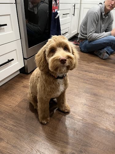 Dog Grooming Northwest Groom Room Spokane Valley