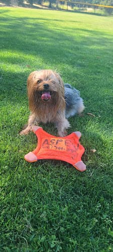 Dog Grooming O K Pet Grooming Santa Clara