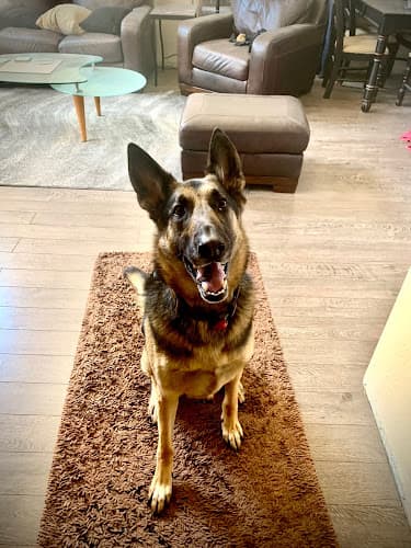 Dog Grooming OC Grooming & Pet Spa Mission Viejo