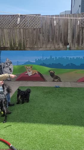 Dog Grooming Ocean Paws by Expert Pet San Francisco