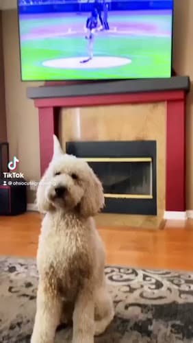 Dog Grooming Oh So Cute! Dog Grooming Rialto