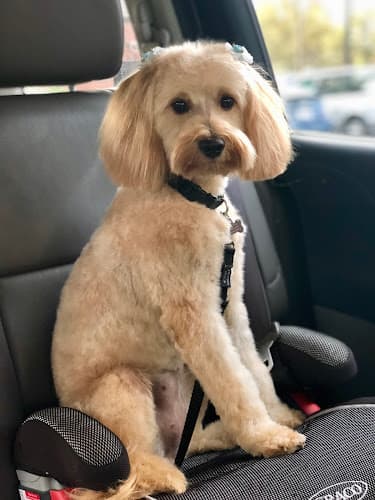 Dog Grooming Oksana Elegant Grooming Salon Hayward