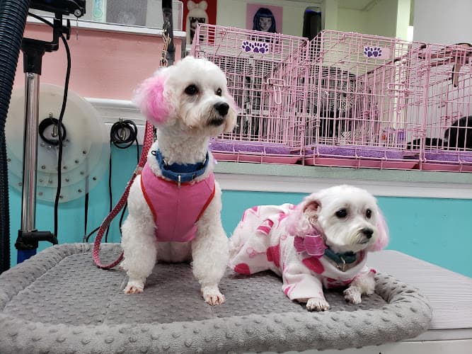 Dog Grooming Old Town Pet Grooming Orange