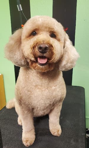 Dog Grooming Olive my grooming to you! (Non-Mobile) Seattle