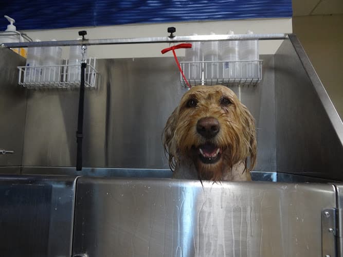 Dog Grooming OMGrooming Simi Valley