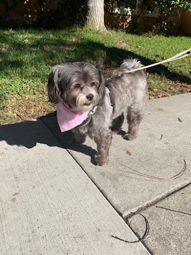 Dog Grooming One 4 One Grooming And More Norwalk