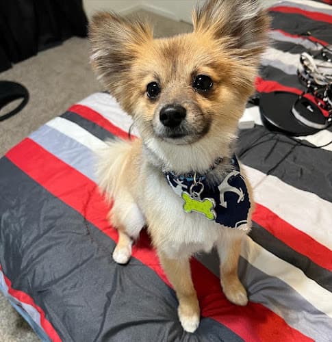 Dog Grooming Optimus Pet Grooming Fresno