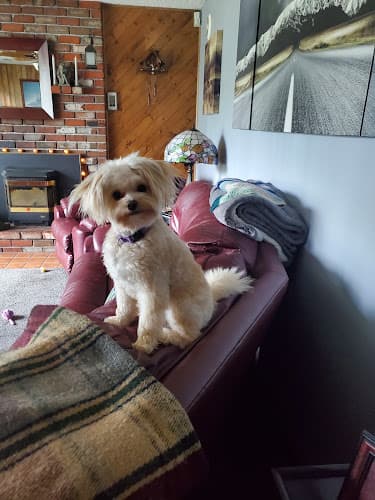 Dog Grooming Original Pet Stop Grooming Vancouver