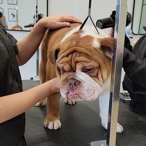 Dog Grooming Oui Paws Pet Salon Costa Mesa