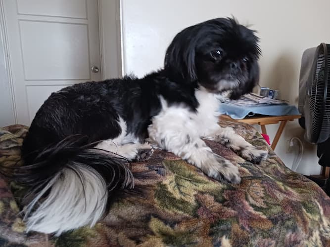 Dog Grooming Palm Ridge Grooming Gallery Chula Vista