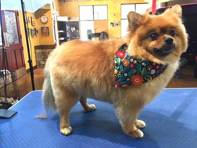 Dog Grooming Pampered Pet Grooming and Spa Antioch