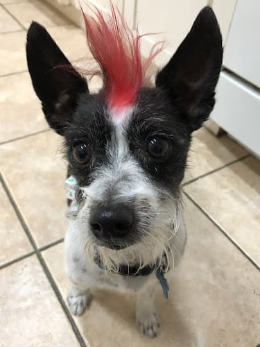 Dog Grooming Pam's Beachside Grooming Santa Maria