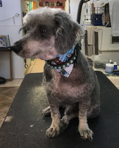 Dog Grooming Pars Grooming Ventura