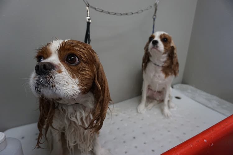 Dog Grooming Paw Alley Pet Grooming San Diego