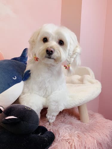 Dog Grooming Paw Paw Pet Grooming El Monte