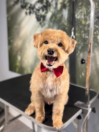 Dog Grooming Paw Wow Grooming Everett