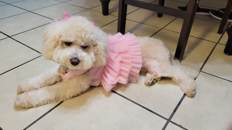 Dog Grooming Pawfect Express Pet Grooming Services Compton