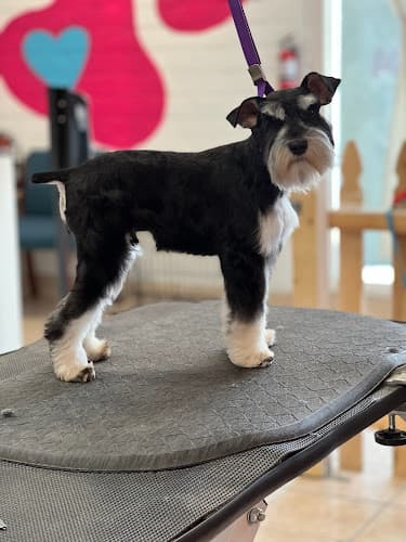 Dog Grooming Pawfect groom Modesto