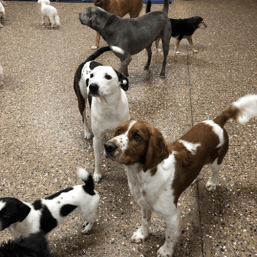 Dog Grooming PawFection Burbank