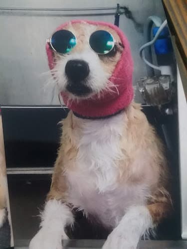 Dog Grooming Paws Above the Rest Groomers Garden Grove