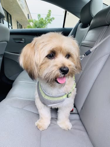 Dog Grooming Paws and Tails Grooming Santa Clarita