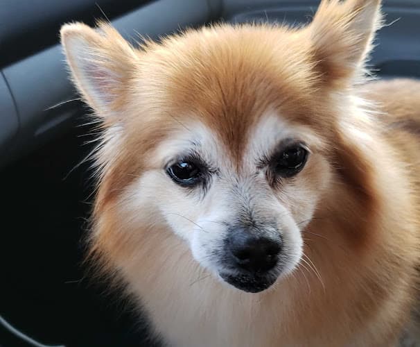 Dog Grooming Paws Appeal Grooming and Doggy Day Care Murrieta