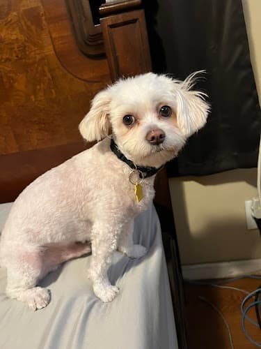 Dog Grooming Paws & Claws Animal Grooming Anaheim