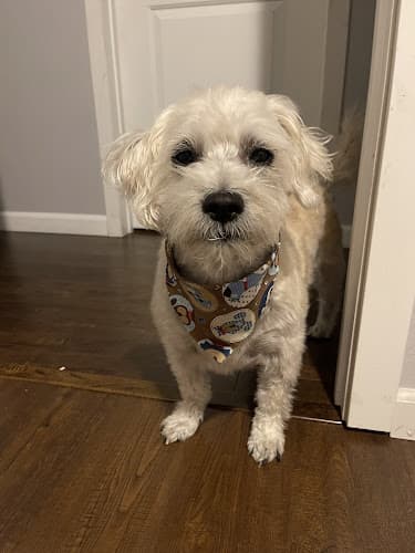 Dog Grooming Paws & Claws Dog Grooming Yakima