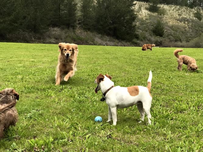 Dog Grooming Paws Dog Camp San Mateo