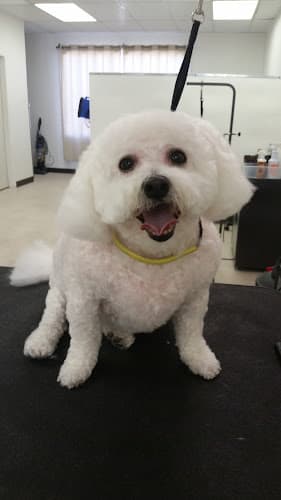 Dog Grooming Paws Grooming Salon Santa Rosa